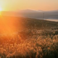 Утро в росе... :: Галина Ильясова