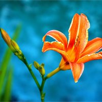 ЛЕТО :: Юрий Владимирович 34