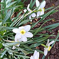 Весенний цвет. :: Владимир Драгунский