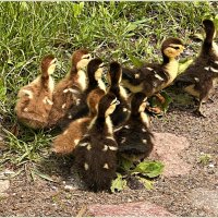 Утята мускусной утки. :: Валерия Комова