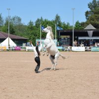 Международная конная выставка "Иппосфера" 2025 :: Николай Международная конная выставка "Иппосфера" 2025 :: Николай