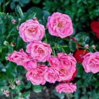 Вот роза, всех цветов царица, Блестит румянца красотой ! :: Варвара 