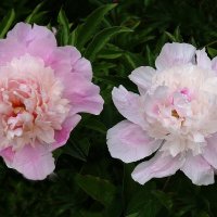 Пионы :: Рита Симонова