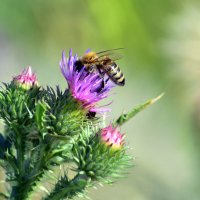 Пчела :: Геннадий Супрун