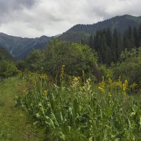 Июнь в горах :: LudMila 