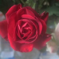 Роза :: Елена Семигина