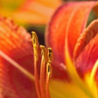 Лилейник :: Юрий Гайворонскiий