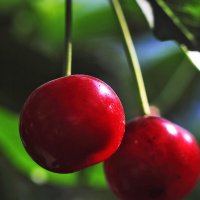 Вишенки :: Юрий Гайворонскiий