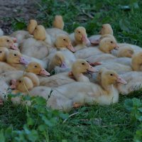 Обеденный сон... :: Николай Саржанов