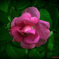 Ароматы лета... :: Андрей Заломленков