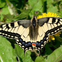 О парусниках... :: Андрей Заломленков О парусниках... :: Андрей Заломленков