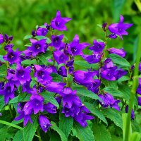 Кампанулки :: Светлана 