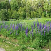 У лесной дороги :: Татьяна Тюменка У лесной дороги :: Татьяна Тюменка