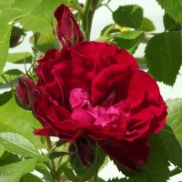 Роза :: Freddy 97