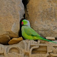 Попугай нашёл себе жильё в храме :: Георгий А