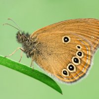 Сенница :: Станислав С.