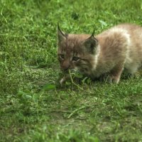 Мама, я лет сто ЛЕЖУ :: Владимир Максимов Мама, я лет сто ЛЕЖУ :: Владимир Максимов