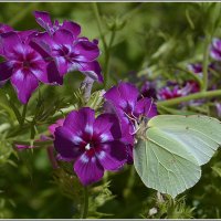 Как прекрасен этот Мир :: Aleksandr Gal