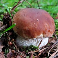 Маленький крепыш :: Андрей Снегерёв