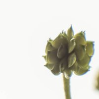 Травы Владимирской области. Лютик :: Николай Чичерин