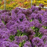 Поляна лука аллиума :: Aida10 Поляна лука аллиума :: Aida10