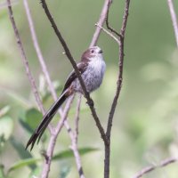 МАЛЕНЬКИЙ-МАЛЕНЬКИЙ ПАВЛИН :: Володька Завитушкин
