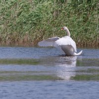 Я ПОКАЖУ ТЕБЕ КРАСИВОЕ... -2 :: Володька Завитушкин
