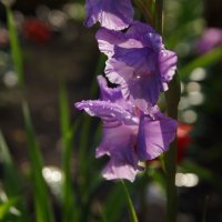 Гладиолус :: Сергей Швечков