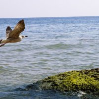 морская чайка :: Viktorija Minajeva