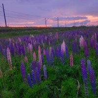 Люпины :: Сапсан 