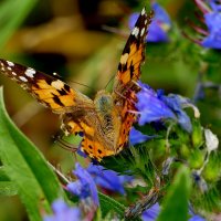 и снова бабочки 8 :: Александр Прокудин