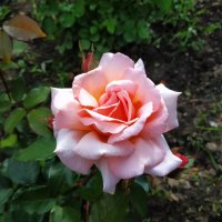 * * * :: Андрей Лукьянов