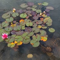 * * * :: Андрей Лукьянов * * * :: Андрей Лукьянов