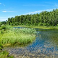Наше лето. :: Милешкин Владимир Алексеевич 