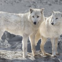 Белый волк :: SanSan 