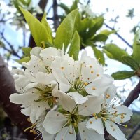 Цвет сливы :: Ирина *