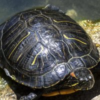 Черепашка :: Валентин Семчишин