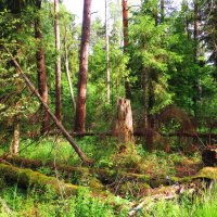 Перед лесом :: Андрей Снегерёв