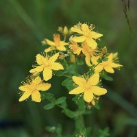 Зверобой продырявленный :: Татьяна Тюменка