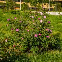 Шиповник :: Анатолий Чикчирный Шиповник :: Анатолий Чикчирный