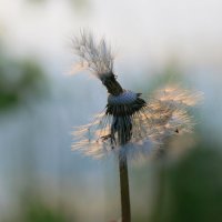 Франт-одувант... :: Галина Ильясова