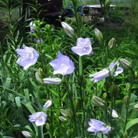 Нежные красавчики :: Людмила Смородинская