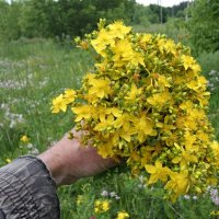 Про целебные букеты июня.. :: Андрей Заломленков