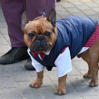 Москва. Парад французских бульдогов в усадьбе «Воронцово». :: Наташа *****
