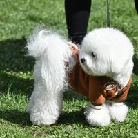 Москва. Парад французских бульдогов в усадьбе «Воронцово». :: Наташа ***** Москва. Парад французских бульдогов в усадьбе «Воронцово». :: Наташа *****