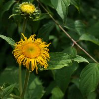 ;) !!! :: Вен Гъновски