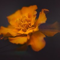 * :: Svetlana Galvez