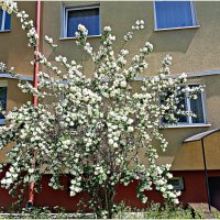 Куст жасмина. :: Валерия Комова