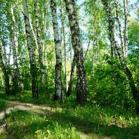 Березки в последний день мая :: Галина Кан