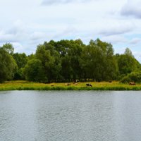 Ядрин. Вид на южный берег озера Сергач. :: Пётр Чернега